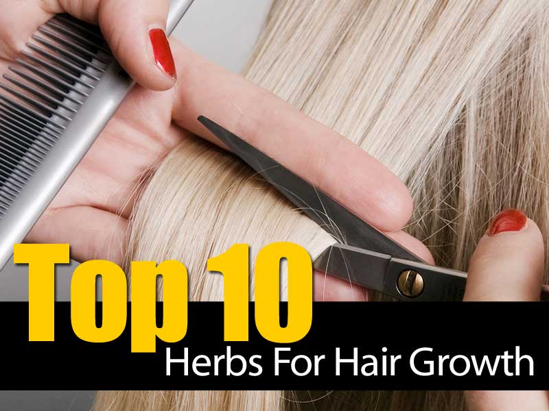 Find out what herbs can help promote a healthy scalp and hair growth.